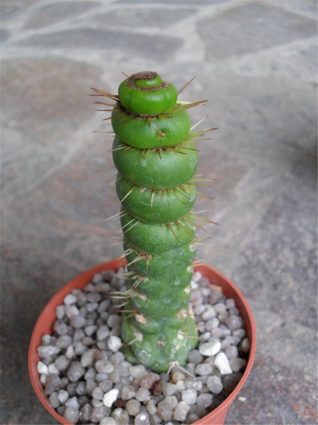 Eulychnia Castanea Varispiralis